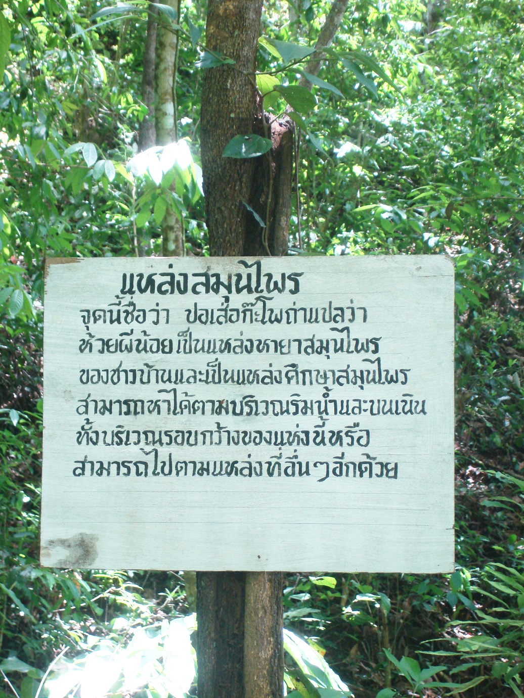 tree03