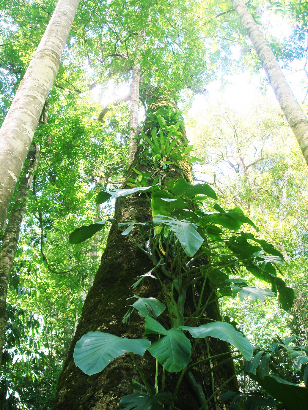 tree02